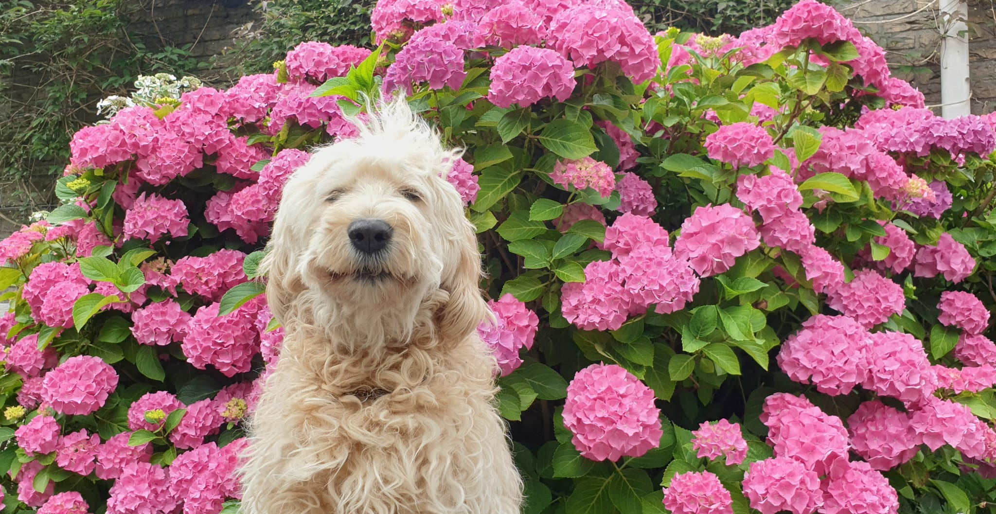 Buck | Clemens van Mierlo